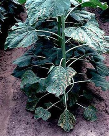 سفیدک کرکی آفتابگردان